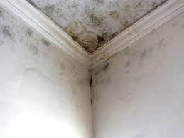 Best Asbestos and Lead Testing During Mold Inspection in Yellow Springs, OH